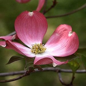 Meet your Posher, Holly